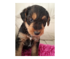 AIREDALE TERRIER SZCZENIĘTA - 7