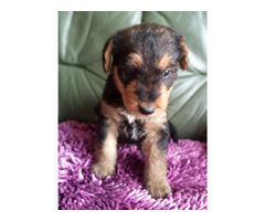 AIREDALE TERRIER SZCZENIĘTA - 8