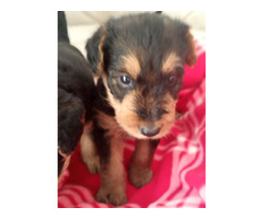 AIREDALE TERRIER SZCZENIĘTA - 9