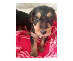 AIREDALE TERRIER SZCZENIĘTA - 10