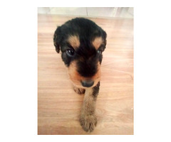 AIREDALE TERRIER SZCZENIĘTA - 11