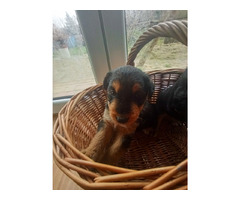 AIREDALE TERRIER SZCZENIĘTA - 12