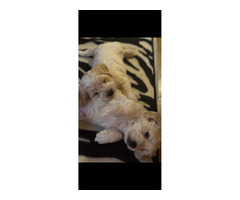 Szczeniak Silky Cocker - Jedwabisty Cocker lub Spaniel Maltanski - 1