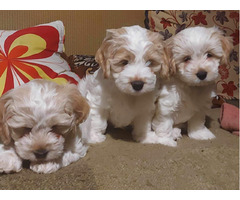 Szczeniak Silky Cocker - Jedwabisty Cocker lub Spaniel Maltanski - 2