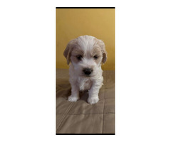 Szczeniak Silky Cocker - Jedwabisty Cocker lub Spaniel Maltanski - 3