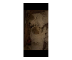 Szczeniak Silky Cocker - Jedwabisty Cocker lub Spaniel Maltanski - 6