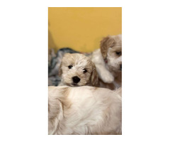 Szczeniak Silky Cocker - Jedwabisty Cocker lub Spaniel Maltanski - 7