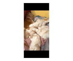 Szczeniak Silky Cocker - Jedwabisty Cocker lub Spaniel Maltanski - 8