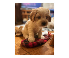 Szczeniak Silky Cocker - Jedwabisty Cocker lub Spaniel Maltanski - 9