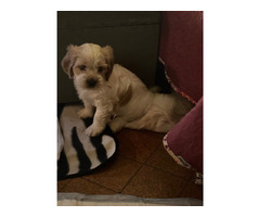 Szczeniak Silky Cocker - Jedwabisty Cocker lub Spaniel Maltanski - 11