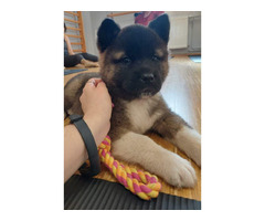 Akita Amerykańska - 1