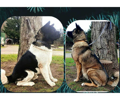 Akita Amerykańska - 2