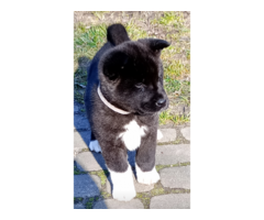 Akita Amerykańska - 3