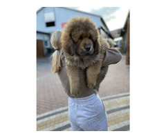 Szczenięta Mastiff Tybetański FCI z „rodowodem,, - 1
