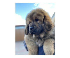 Szczenięta Mastiff Tybetański FCI z „rodowodem,, - 2
