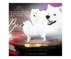 Reproduktor samoyed ZKwP FCI - 1