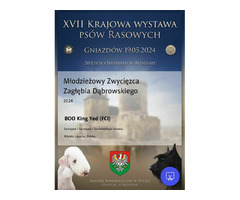 Reproduktor samoyed ZKwP FCI - 2