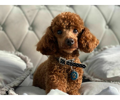 Reproduktor Pudel TOY/MINI - 1