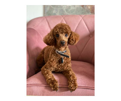 Reproduktor Pudel TOY/MINI - 2