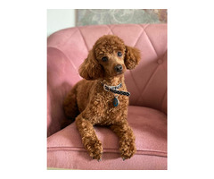 Reproduktor Pudel TOY/MINI - 3