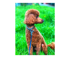 Reproduktor Pudel TOY/MINI - 4