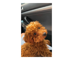 Reproduktor Pudel TOY/MINI - 5