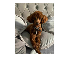 Reproduktor Pudel TOY/MINI - 6