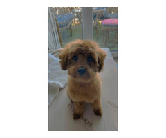 Reproduktor Pudel TOY/MINI - 7