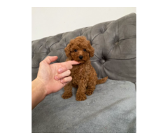 Reproduktor Pudel TOY/MINI - 8