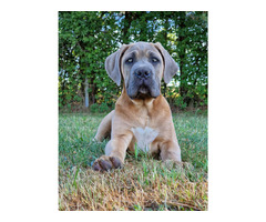 Cane Corso Italiano Puppies (FCI) - 1