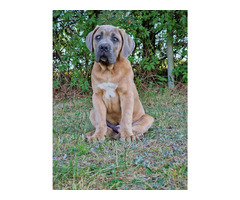 Cane Corso Italiano Puppies (FCI) - 2