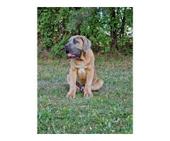Cane Corso Italiano Puppies (FCI) - 3