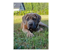 Cane Corso Italiano Puppies (FCI) - 4
