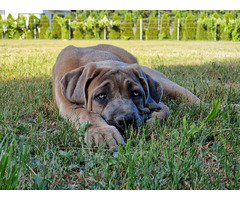 Cane Corso Italiano Puppies (FCI) - 5