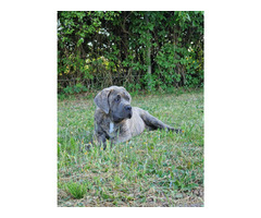 Cane Corso Italiano Puppies (FCI) - 11
