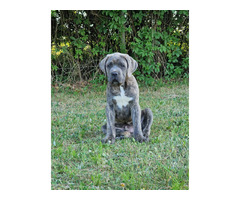 Cane Corso Italiano Puppies (FCI) - 12