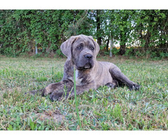 Cane Corso Italiano Puppies (FCI) - 13