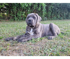 Cane Corso Italiano Puppies (FCI) - 14