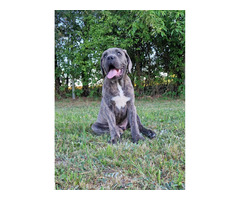 Cane Corso Italiano Puppies (FCI) - 15