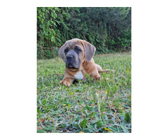 Cane Corso Italiano Puppies (FCI) - 17