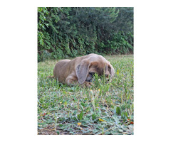 Cane Corso Italiano Puppies (FCI) - 18