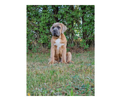 Cane Corso Italiano Puppies (FCI) - 19