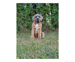 Cane Corso Italiano Puppies (FCI) - 20