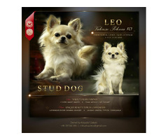 Chihuahua długowłosy reproduktor FCI ZKwP - 1