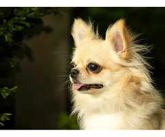 Chihuahua długowłosy reproduktor FCI ZKwP - 2