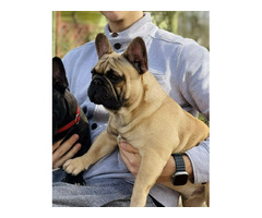 Buldog francuski - 1