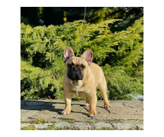 Buldog francuski - 2