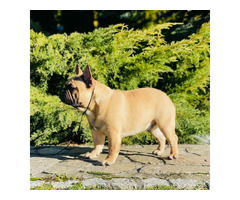 Buldog francuski - 3