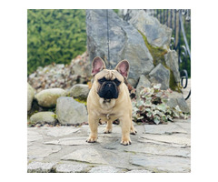 Buldog francuski - 4