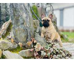 Buldog francuski - 5